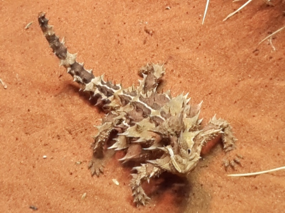 Thorny Devil at Alice Springs Desert Park. According to our guide, they live off ants.